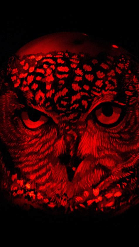 red owl wallpaper